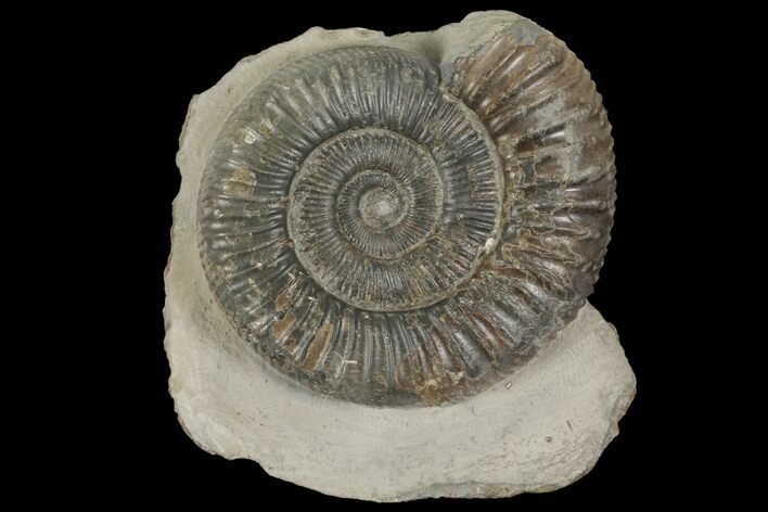 Dactylioceras Ammonite Fossil - England #100457